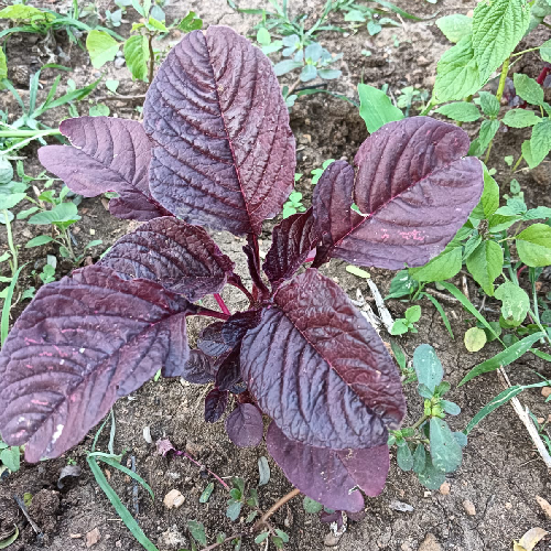 Sahajaseeds Amaranth (Dark Red) Seeds