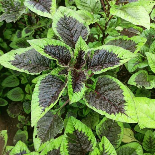 Sahajaseeds  Amaranth (Tika Multicolour) Seeds