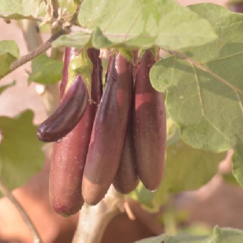 Sahajaseeds Brinjal purple long Seeds