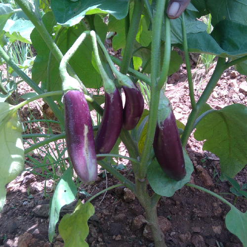 Sahajaseeds Brinjal purple long Seeds