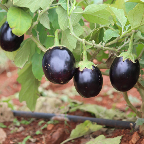 Sahajaseeds Brinjal Black Beauty Seeds