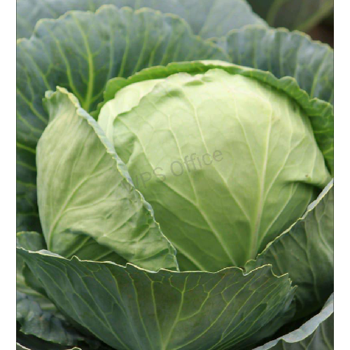 Sahajaseeds Cabbage Dirang (Wadenswiler) Seeds