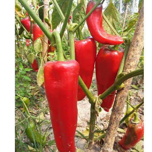 Sahajaseeds IN Capsicum Periyar Seeds