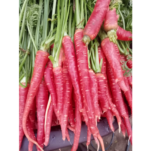 Sahajaseeds Carrot red Seeds