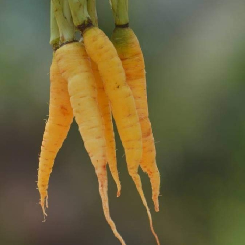 Sahajaseeds Carrot Yellow Seeds