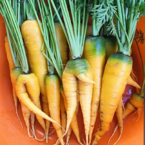 Sahajaseeds Carrot Yellow Seeds