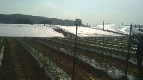 Crop Support Net 10 Feet*250 Feet per Kg- Avg 2-3 Kg per Bundle