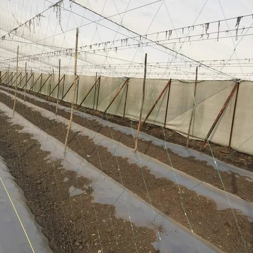 Crop Support Net 7 Feet*500 Feet per Kg-Avg 2-3 Kg per Bundle