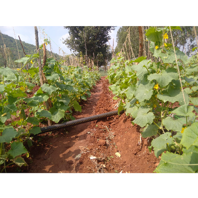 Sahajaseeds Cucumber Green Long Seeds