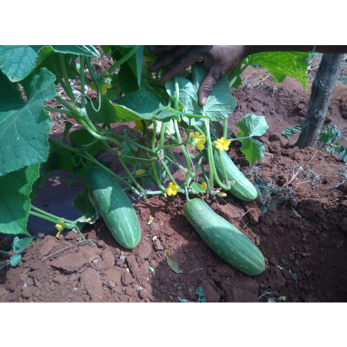 Sahajaseeds Cucumber Green Long Seeds