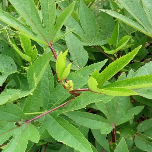 Sahajaseeds Gongura green Seeds