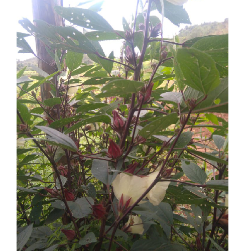 Sahajaseeds Gongura red Seeds