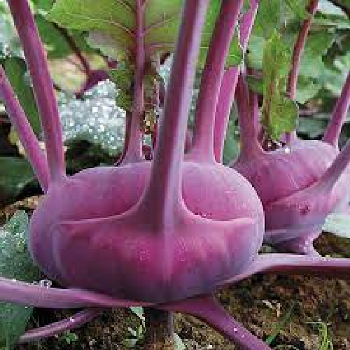 Sahajaseeds Knol khol Purple Seeds