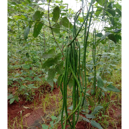 Sahajaseeds Meter Cow pea Seeds