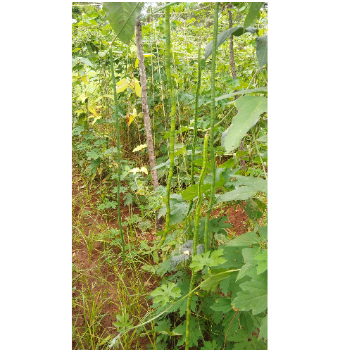 Sahajaseeds Meter Cow pea Seeds