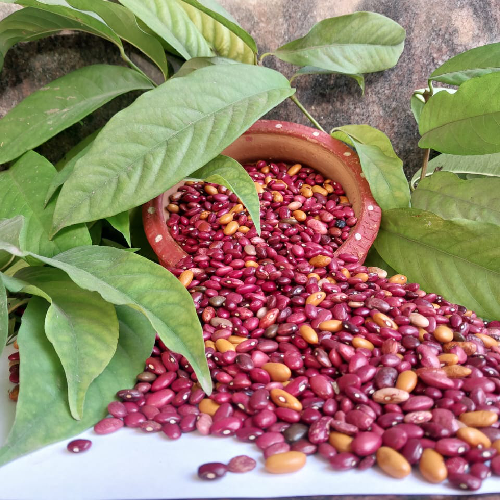 Sahajaseeds Beans Multicolour  Seeds