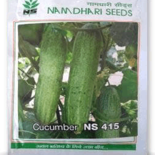 NAMDHARI NS 415 Cucumber Seeds