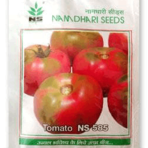 NAMDHARI NS 585 Tomato Seeds