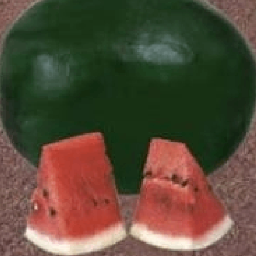 NAMDHARI Tejas Watermelon Seeds