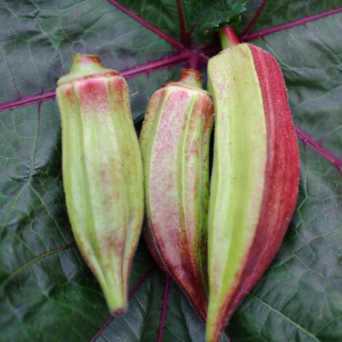 Sahajaseeds IN Okra Double Colour Seeds