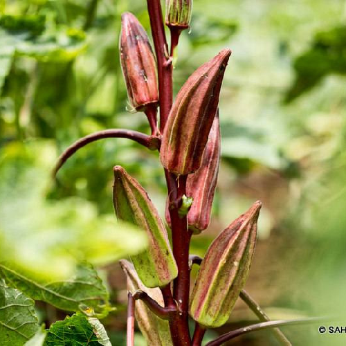 Sahajaseeds IN Okra Double Colour Seeds