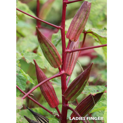 Sahajaseeds IN Okra Double Colour Seeds