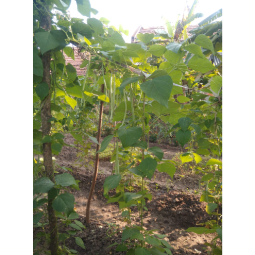 Sahajaseeds Pole Beans Seeds