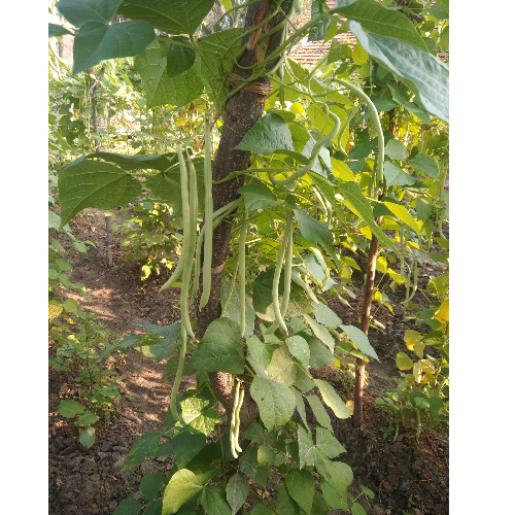 Sahajaseeds Pole Beans Seeds