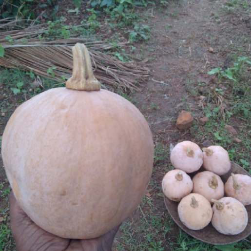 Sahajaseeds Pumpkin Seeds