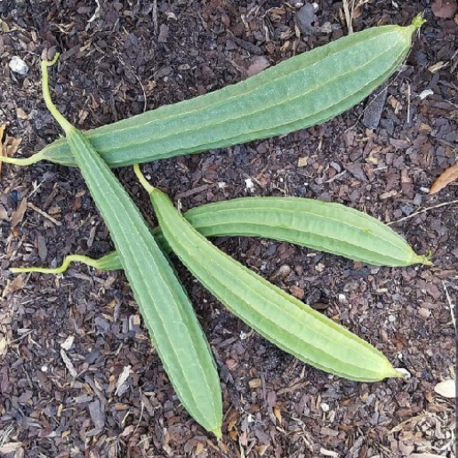 Sahajaseeds Ridge Gourd Long Seeds