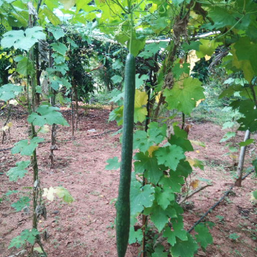 Sahajaseeds Ridge Gourd Long Seeds