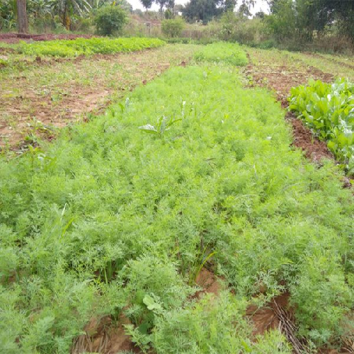 Sahajaseeds Dill Leaves (Subbasige) Seeds