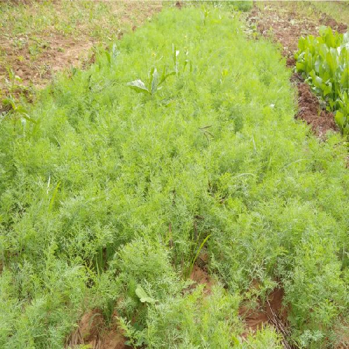 Sahajaseeds Dill Leaves (Subbasige) Seeds