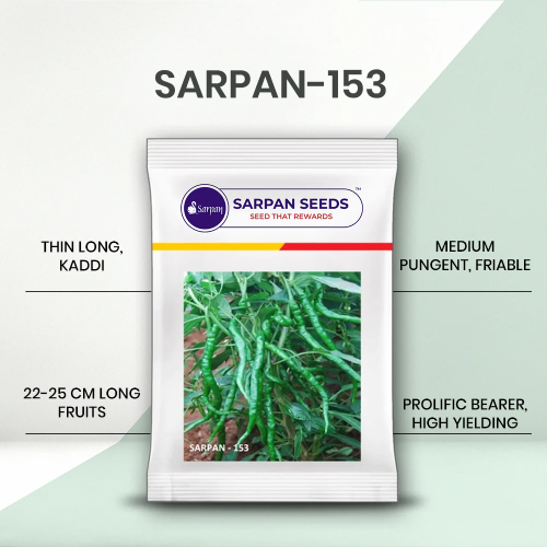 Sarpan 153 Chilli Seeds Green Glosy Hot Spicy (F1 Hybrid)