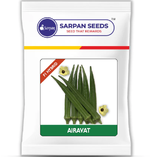 Sarpan Airavat Bhendi Seeds