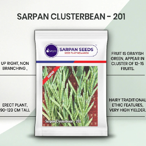 Sarpan Cluster Bean-201