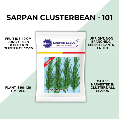 Sarpan Clusterbean-101 Guar Seeds