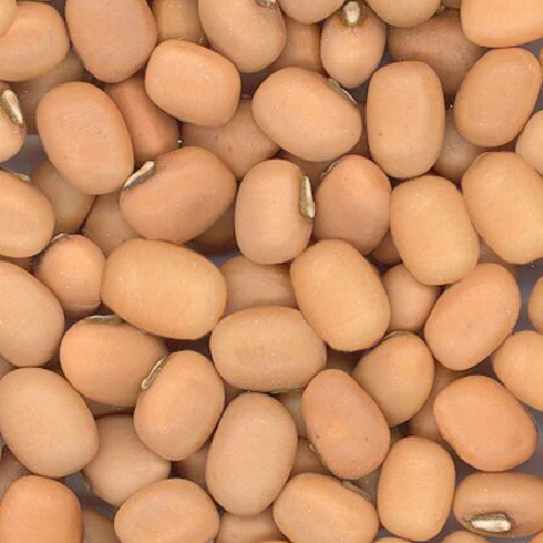 Sarpan Cowpea Seeds