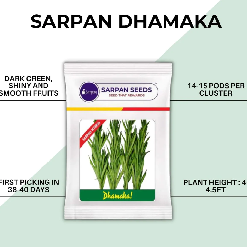 Sarpan Dhamaka Clusterbeans