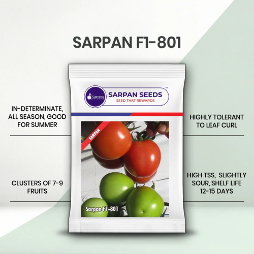 Sarpan F1-801 Tomato