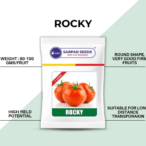 Sarpan ROCKY Tomato (White Shoulder)