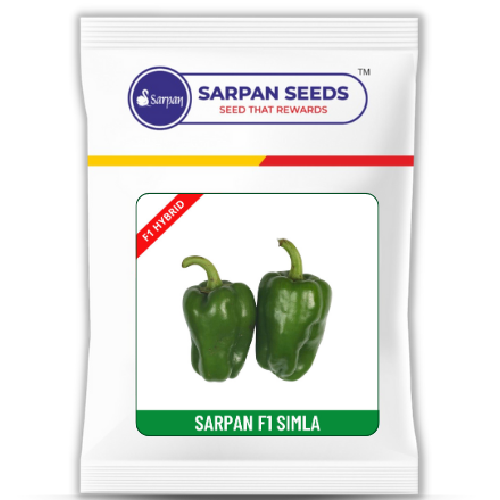 Sarpan Simla Hybrid Baby Capsicum Seeds