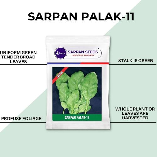 Sarpan Spinach/Palak.SP-11