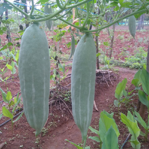 Sahajaseeds Sponge Gourd Short Seeds