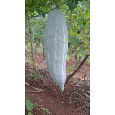 Sahajaseeds Sponge Gourd Short Seeds