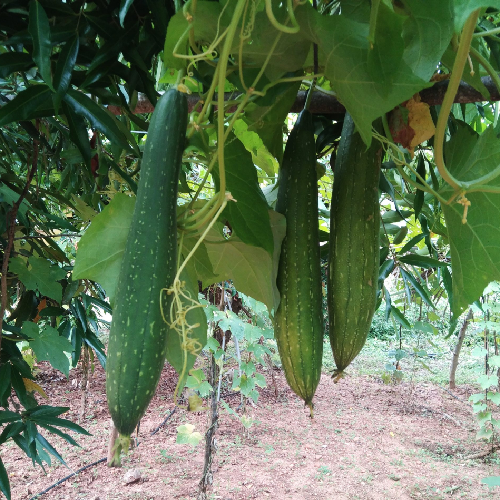 Sahajaseeds Sponge Gourd Medium Seeds