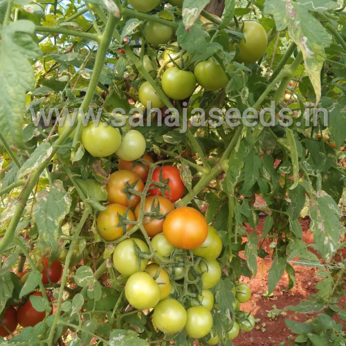 Sahajaseeds Tomato Dhikhow Seeds