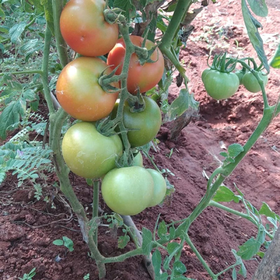 Sahajaseeds Tomato Dhikhow Seeds