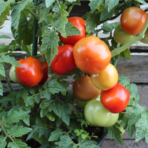 Sahajaseeds Tomato Dwarf Seeds