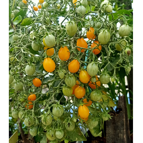 Sahajaseeds Tomato Little Pear Seeds